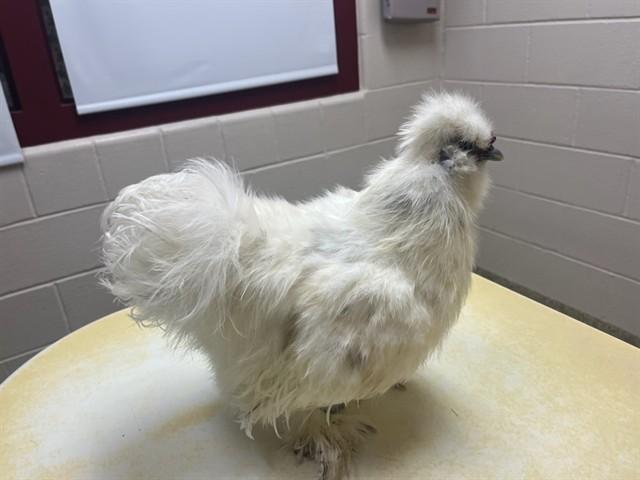 CJ, Adoptable, Adult Male Chicken.