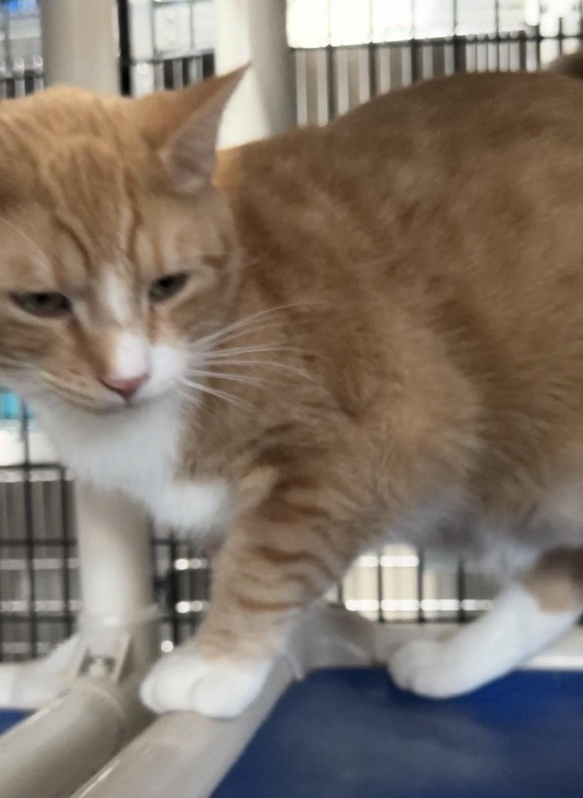 Enlarge Larry and Curly (and Moe!), a ADOPTABLE Domestic Short Hair in Okanogan, WA image 3/4