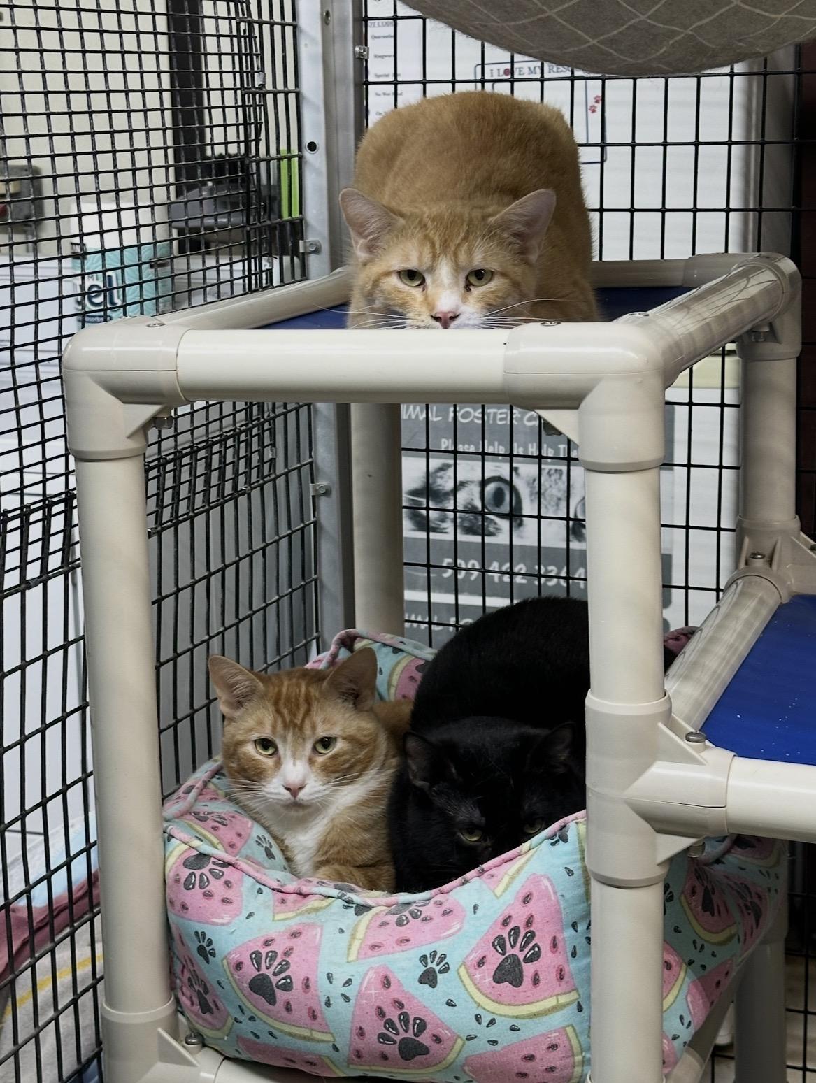 Larry and Curly (and Moe!), ADOPTABLE, Adult Male Domestic Short Hair.