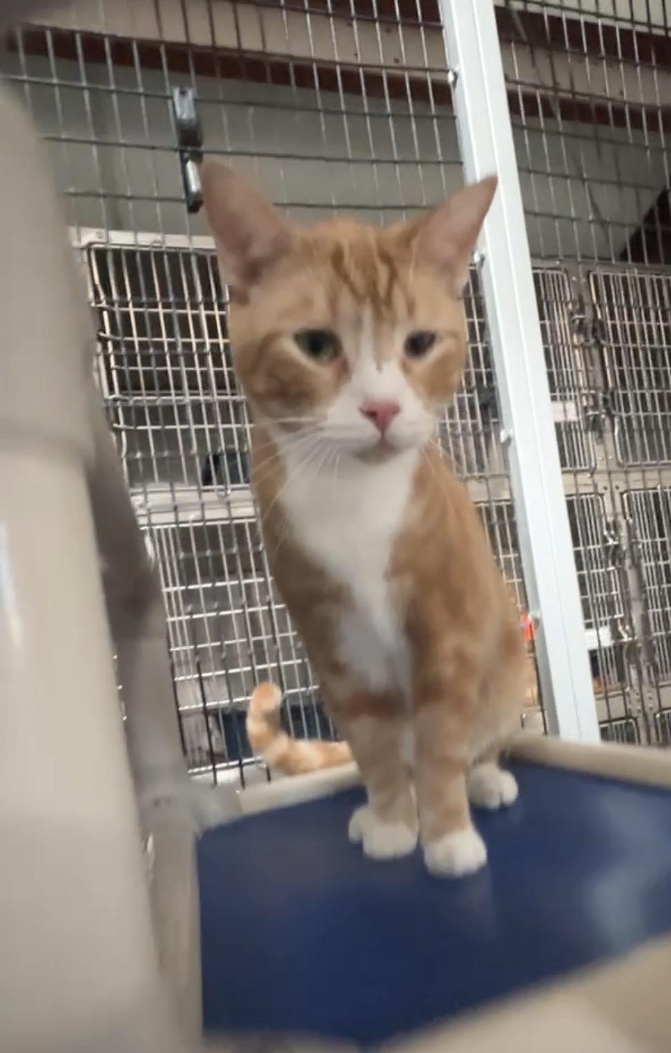 Enlarge Larry and Curly (and Moe!), a ADOPTABLE Domestic Short Hair in Okanogan, WA image 2/4