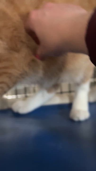 Enlarge Larry and Curly (and Moe!), a ADOPTABLE Domestic Short Hair in Okanogan, WA video 4/4