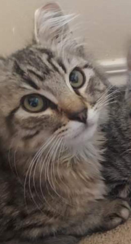 Enlarge Emma in West Sedona (Text or call Philippa 404-388-4833), a Adopted Domestic Short Hair in Sedona, AZ image 2/6