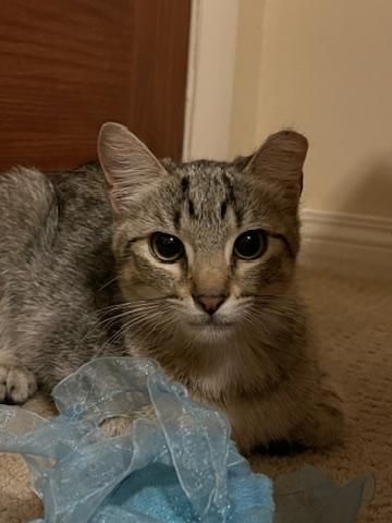 Enlarge Emma in West Sedona (Text or call Philippa 404-388-4833), a Adopted Domestic Short Hair in Sedona, AZ image 3/6