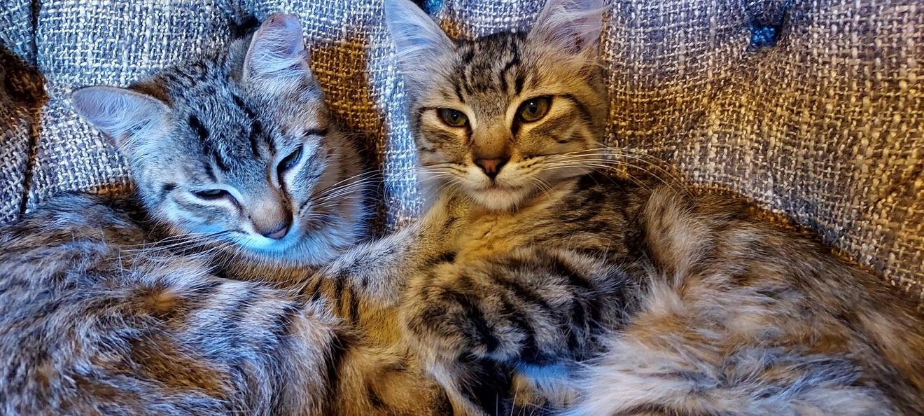 Enlarge Emma in West Sedona (Text or call Philippa 404-388-4833), a Adopted Domestic Short Hair in Sedona, AZ image 4/6