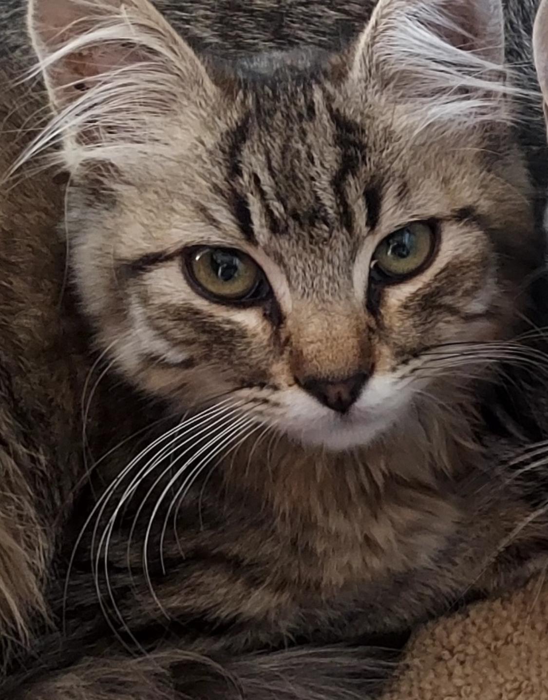 Enlarge Emma in West Sedona (Text or call Philippa 404-388-4833), a Adopted Domestic Short Hair in Sedona, AZ image 5/6