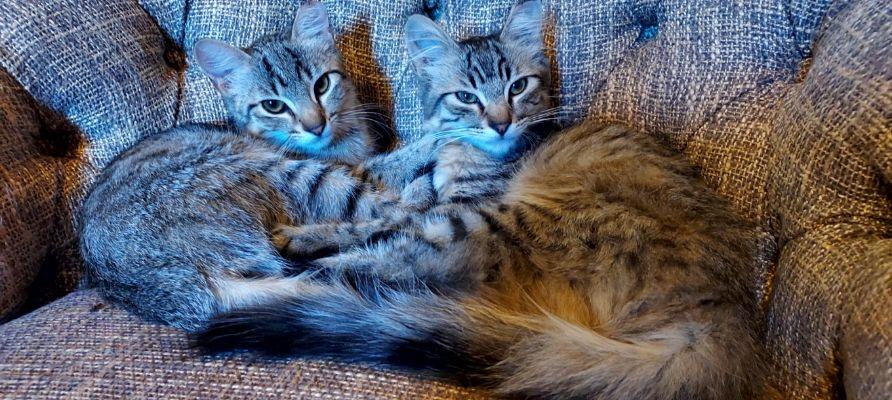 Enlarge Emma in West Sedona (Text or call Philippa 404-388-4833), a Adopted Domestic Short Hair in Sedona, AZ image 6/6