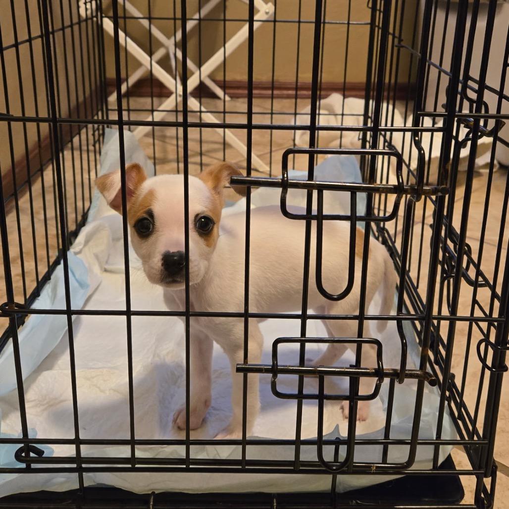 Dot C-34340, Adoptable, Puppy Female Jack Russell Terrier & Chihuahua.