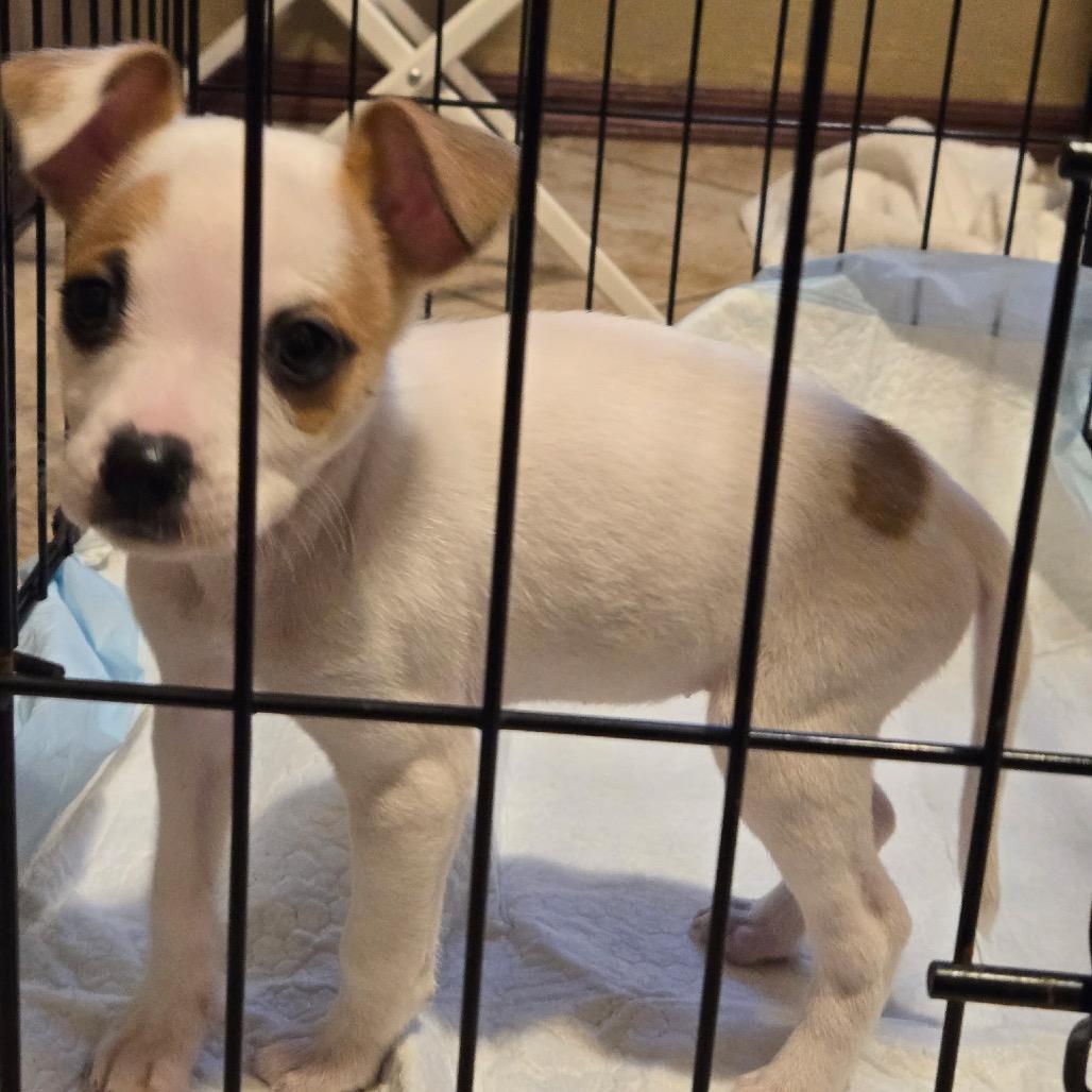 Enlarge Dot C-34340, a Adoptable mixed breed in Oklahoma City, OK image 2/5