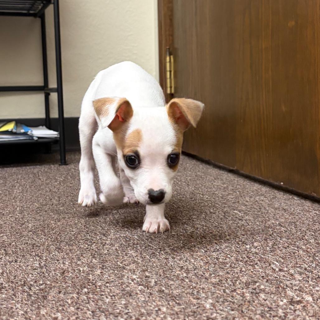 Enlarge Dot C-34340, a Adoptable mixed breed in Oklahoma City, OK image 3/5
