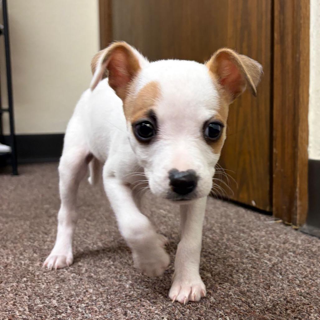 Enlarge Dot C-34340, a Adoptable mixed breed in Oklahoma City, OK image 4/5