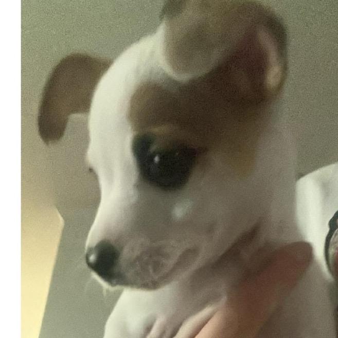 Enlarge Dot C-34340, a Adoptable mixed breed in Oklahoma City, OK image 5/5