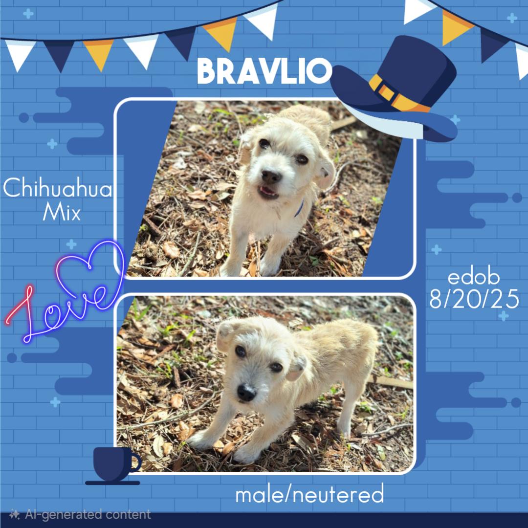 Bravlio WV14222-T LOCAL Adoption Event in Woodinville 2/22, an adopted mixed breed in Woodinville, WA image 3/3