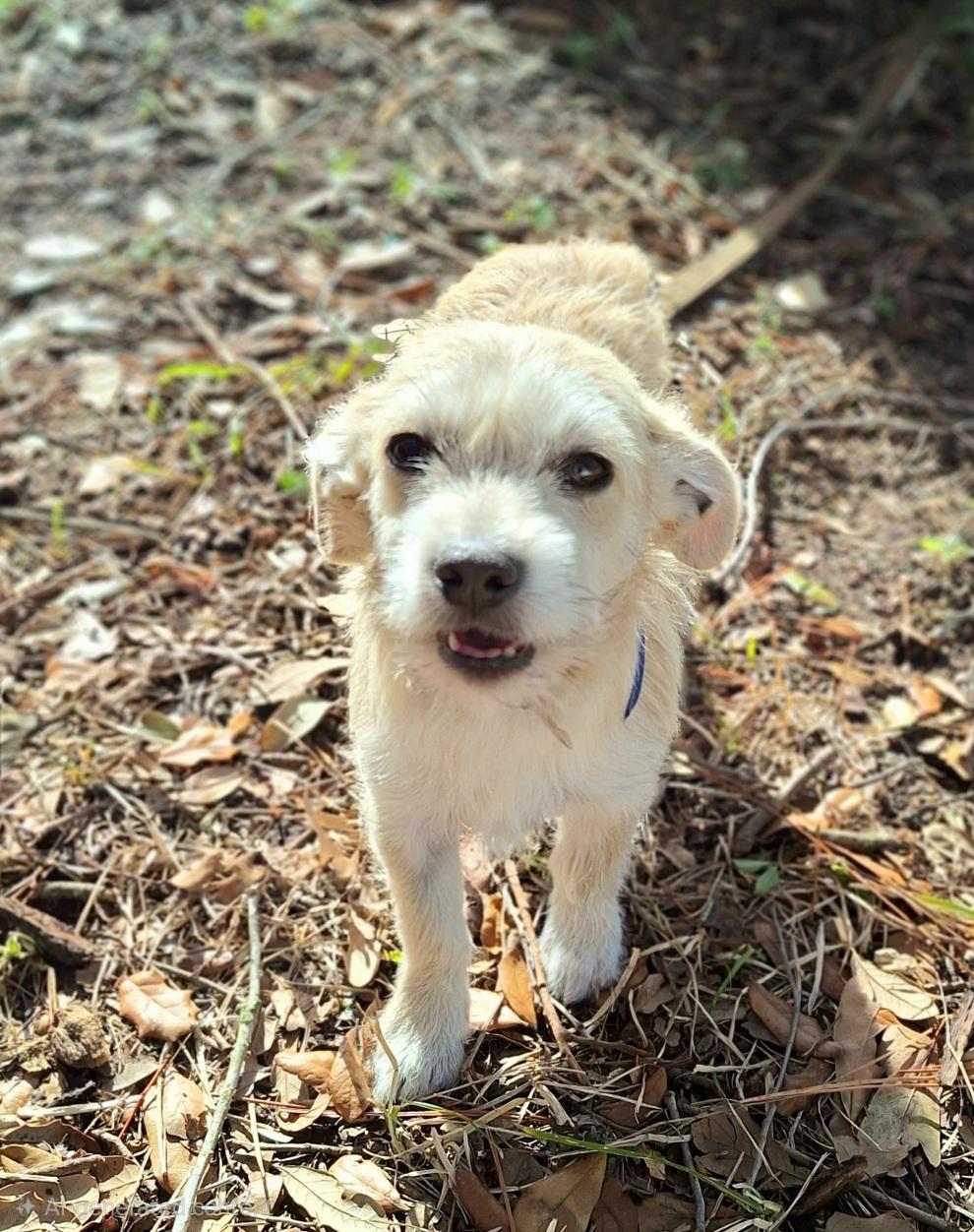 Bravlio WV14222-T LOCAL Adoption Event in Woodinville 2/22, an adopted mixed breed in Woodinville, WA image 1/3
