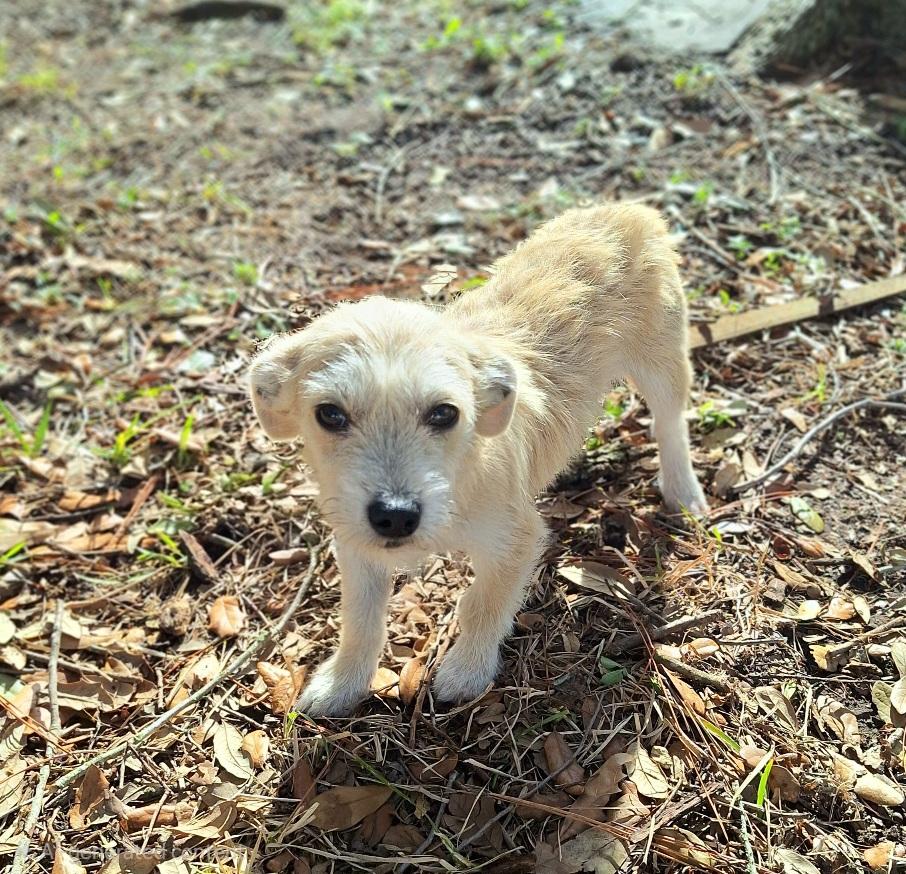 Bravlio WV14222-T LOCAL Adoption Event in Woodinville 2/22, an adopted mixed breed in Woodinville, WA image 2/3