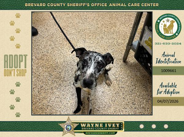 Casper, Adoptable, Young Male Mixed Breed.