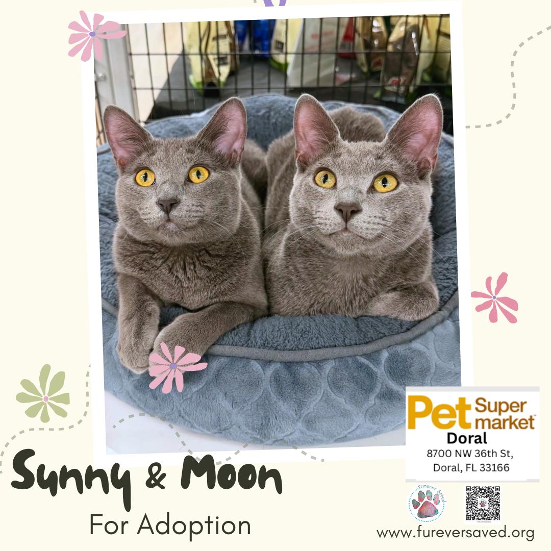 Enlarge Sunny and Moon, a Adoptable Domestic Short Hair in Miami, FL image 2/3