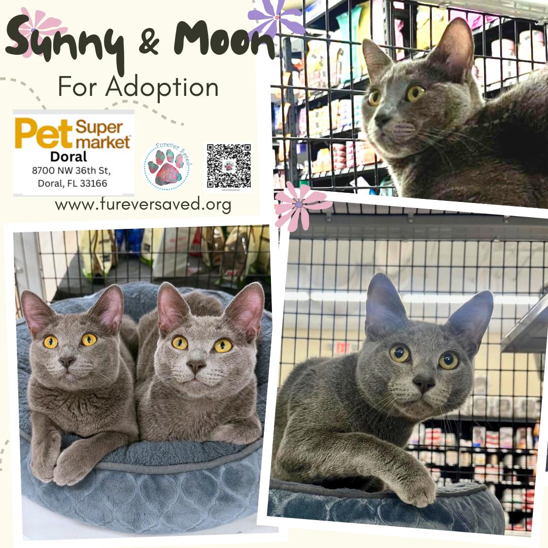 Sunny and Moon, Adoptable, Young Male Domestic Short Hair.