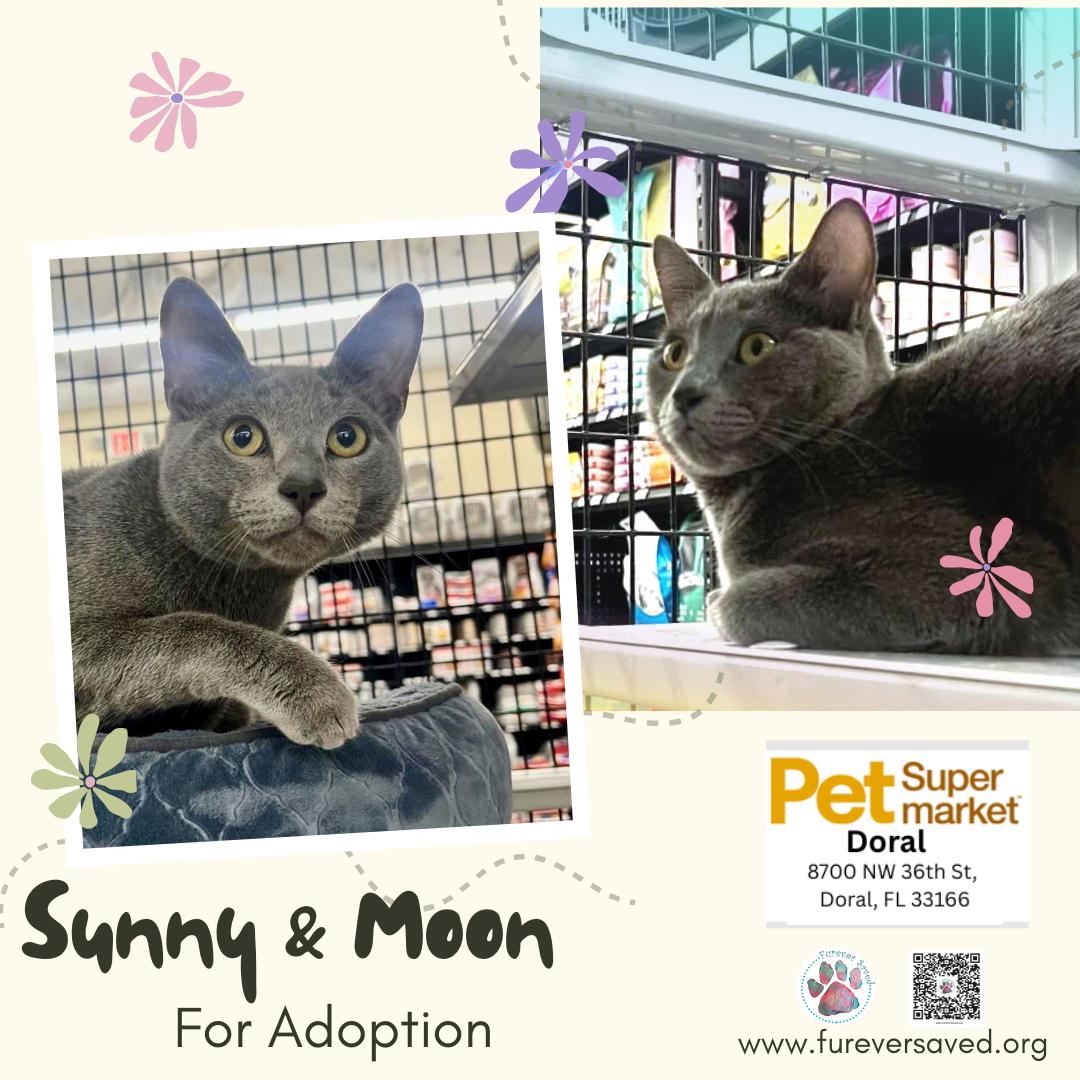 Enlarge Sunny and Moon, a Adoptable Domestic Short Hair in Miami, FL image 3/3