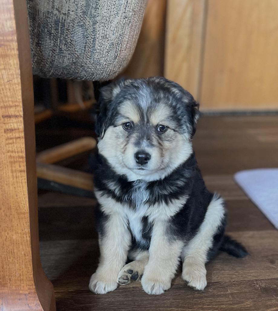 Enlarge Houston, a ADOPTABLE mixed breed in Decorah, IA image 6/6