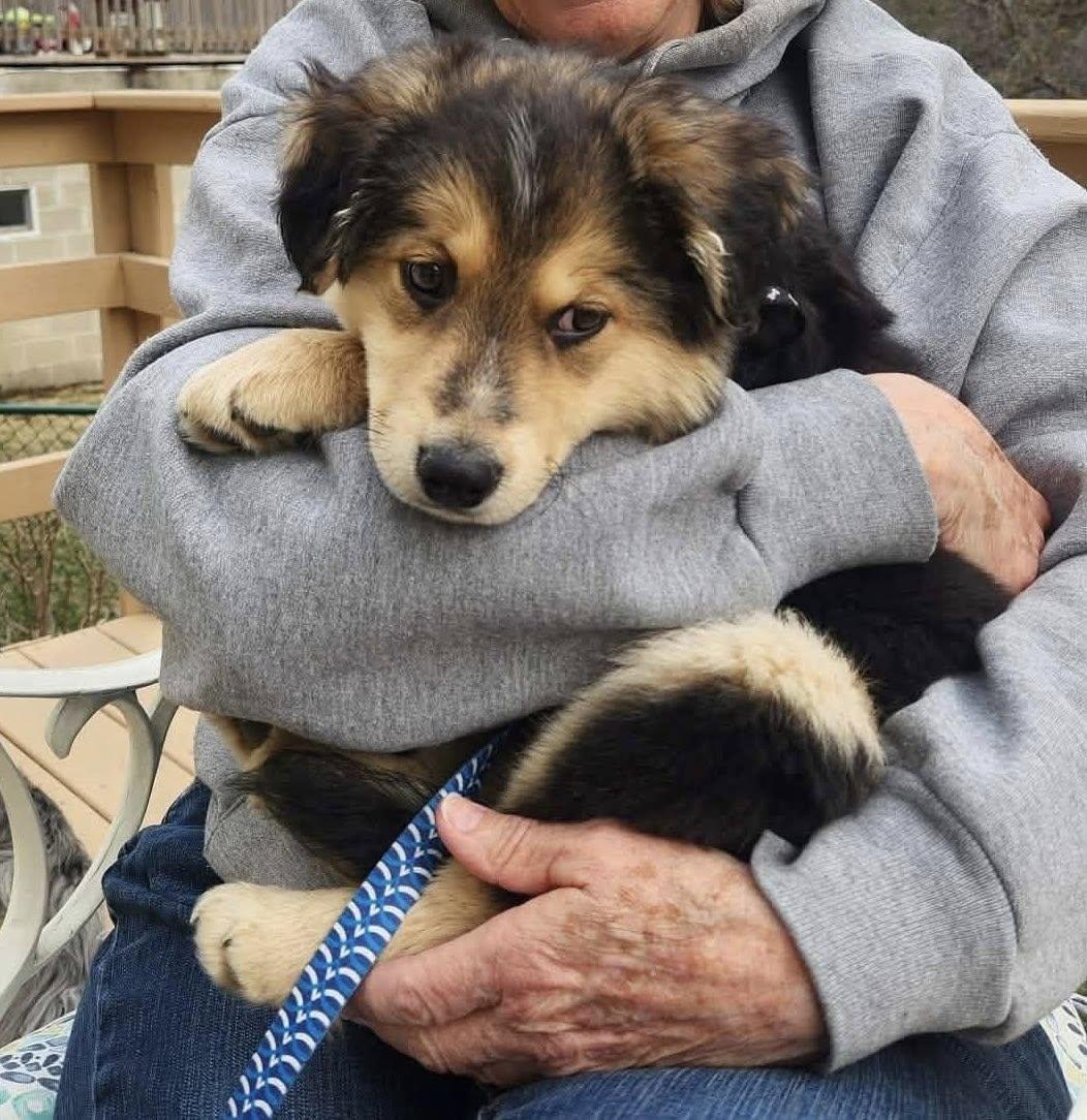 Enlarge Houston, an adopted mixed breed in Decorah, IA image 6/6