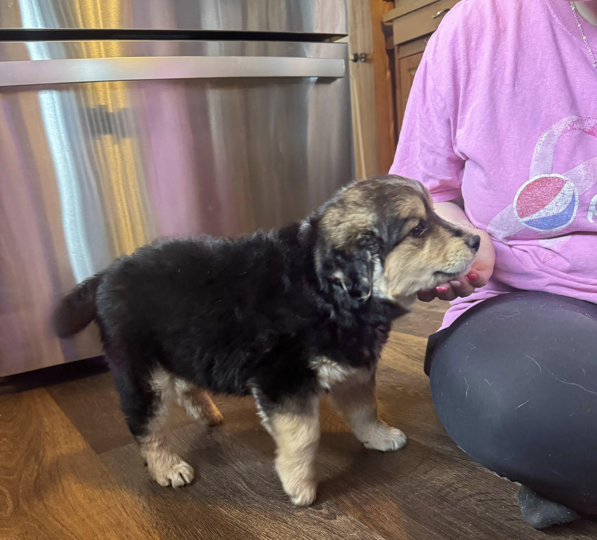 Enlarge Houston, a ADOPTABLE mixed breed in Decorah, IA image 4/6