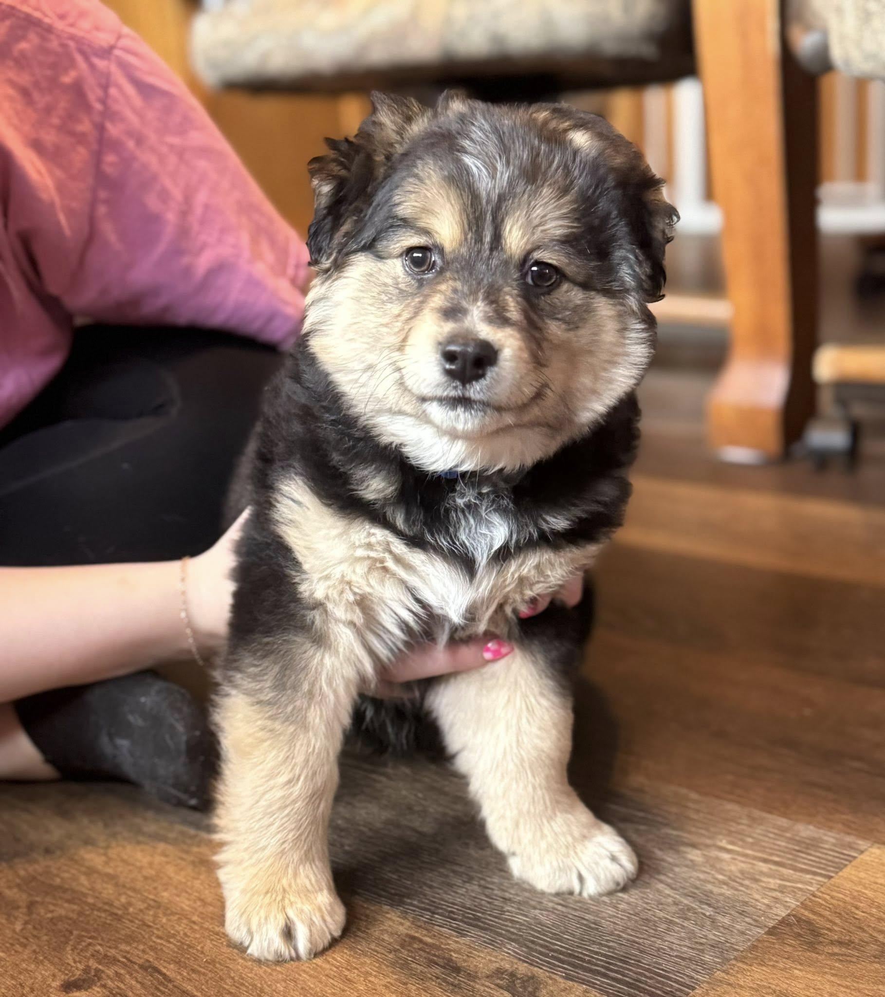 Houston, ADOPTABLE, Puppy Male Australian Shepherd.