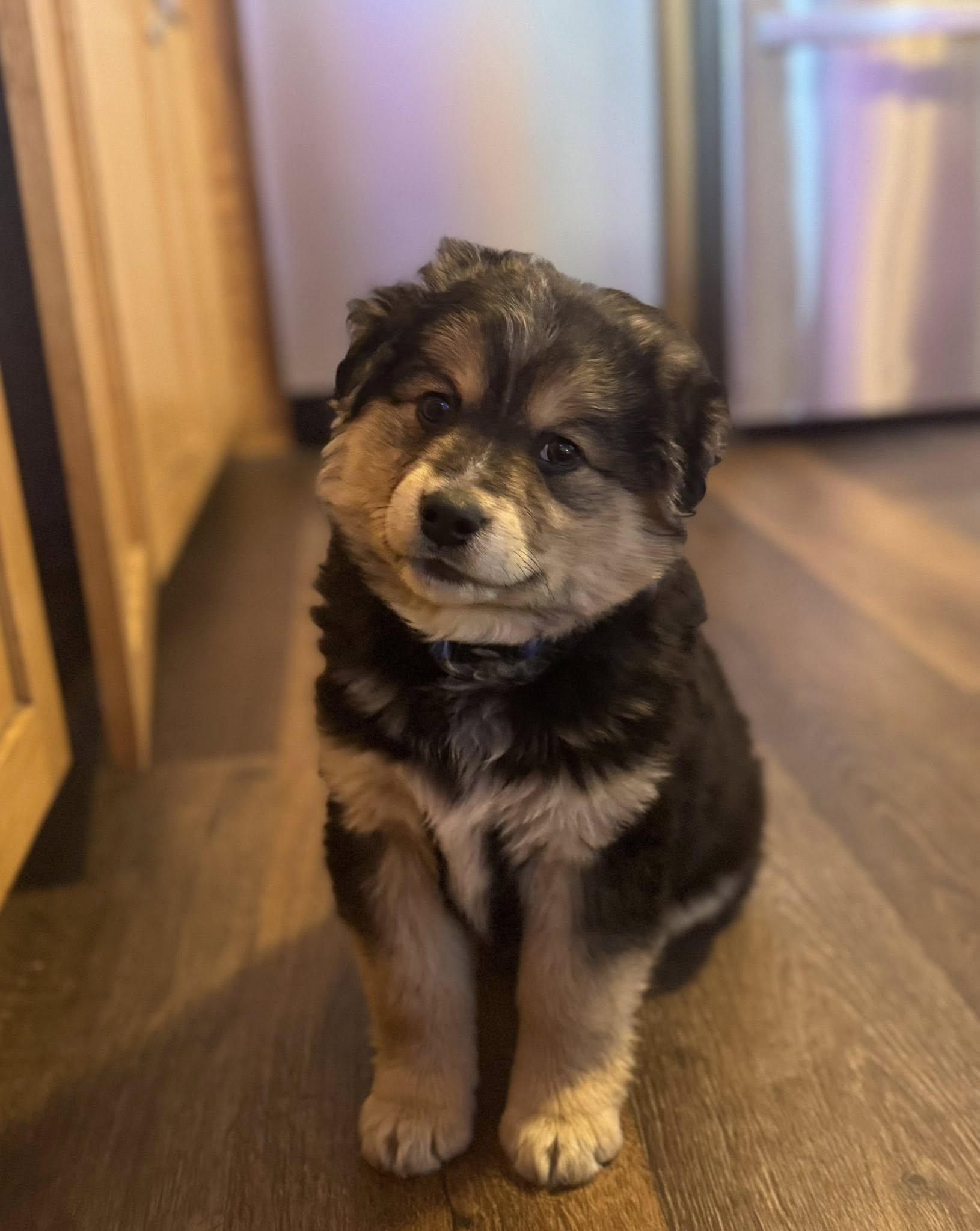 Enlarge Houston, a ADOPTABLE mixed breed in Decorah, IA image 3/6