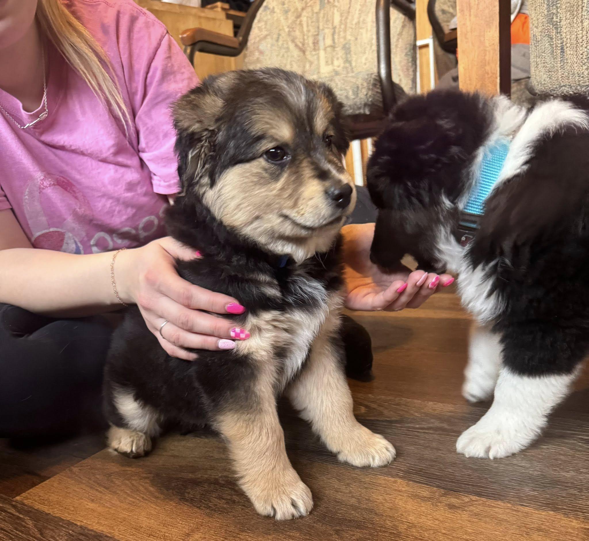 Enlarge Houston, a ADOPTABLE mixed breed in Decorah, IA image 5/6