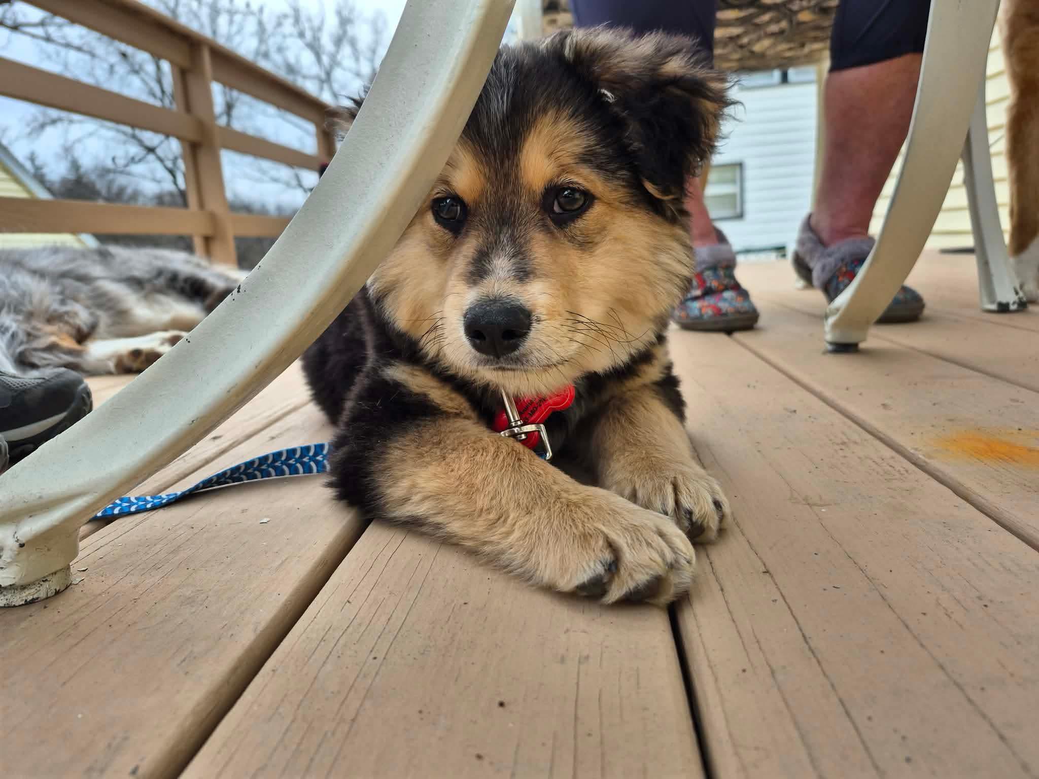 Enlarge Houston, an adopted mixed breed in Decorah, IA image 5/6