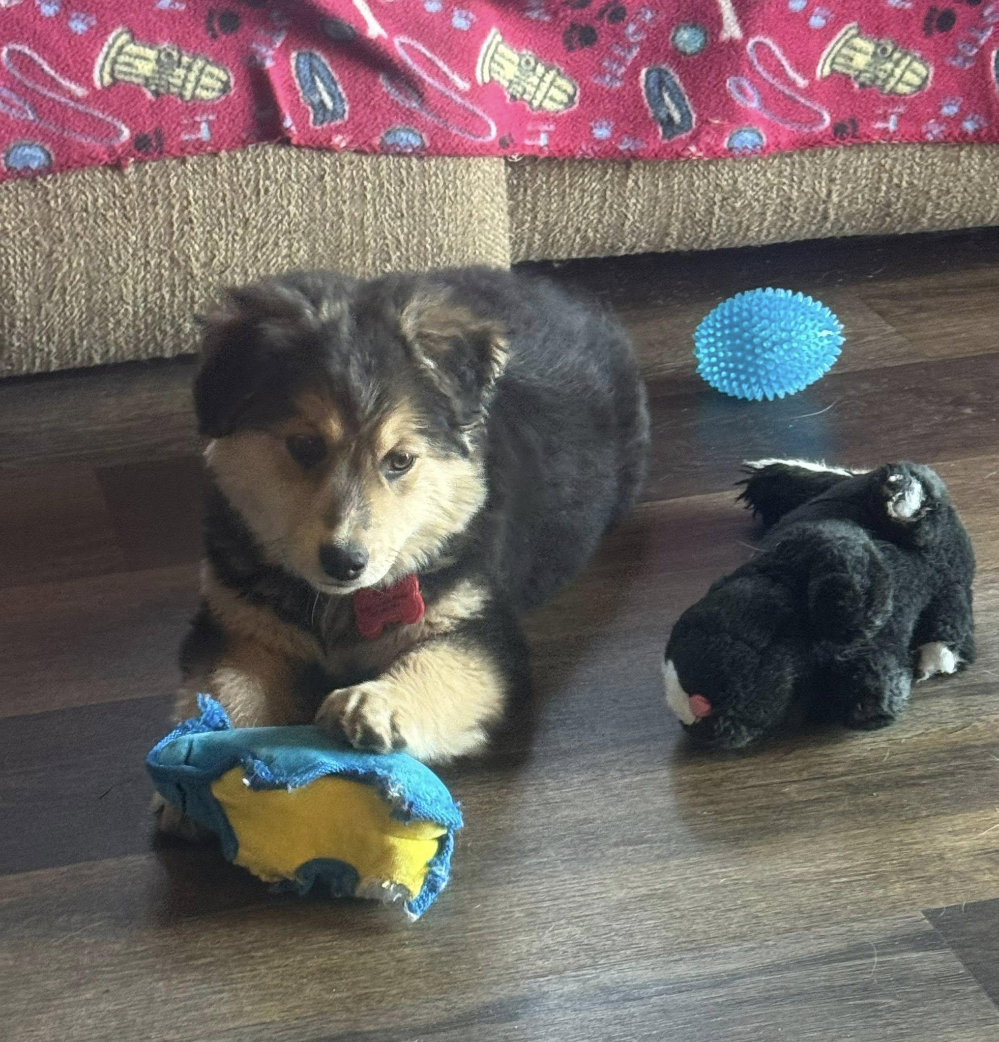 Enlarge Houston, an adopted mixed breed in Decorah, IA image 1/6