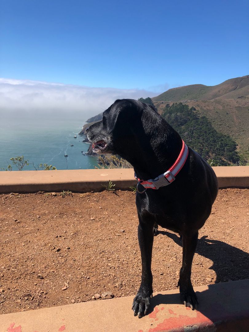 Lucky, Adopted, Adult Female Black Labrador Retriever.