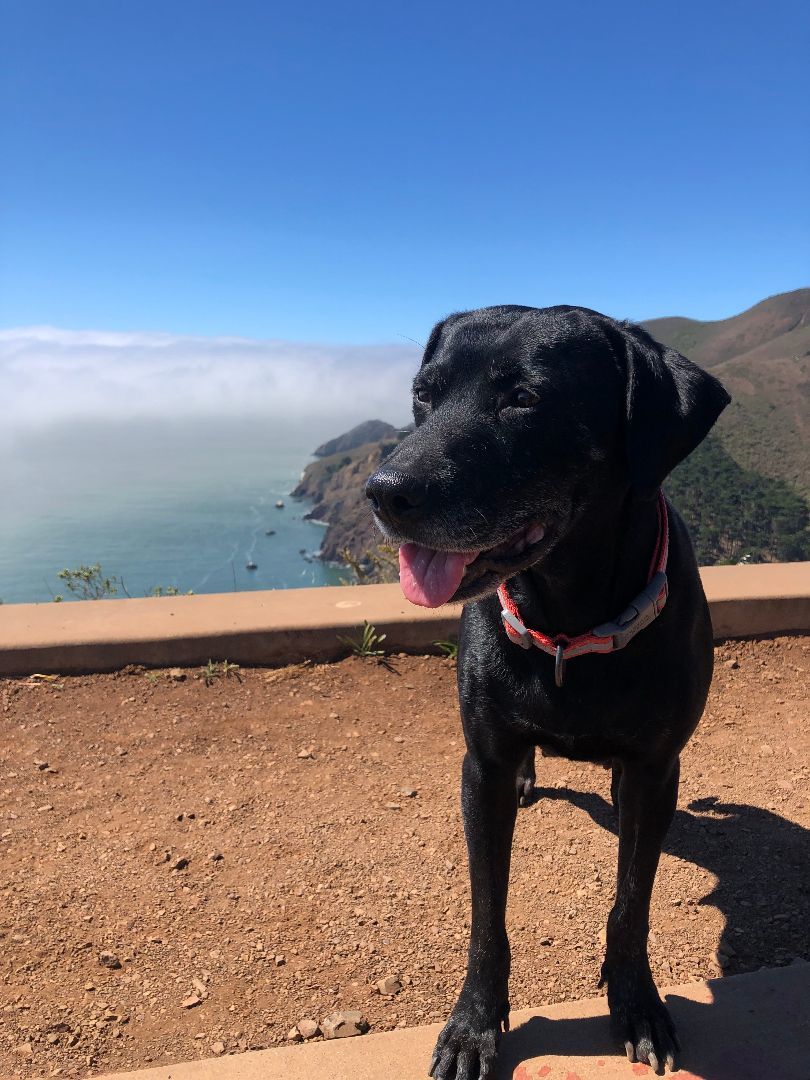 Lucky, a Adopted mixed breed in Half Moon Bay, CA image 2/6