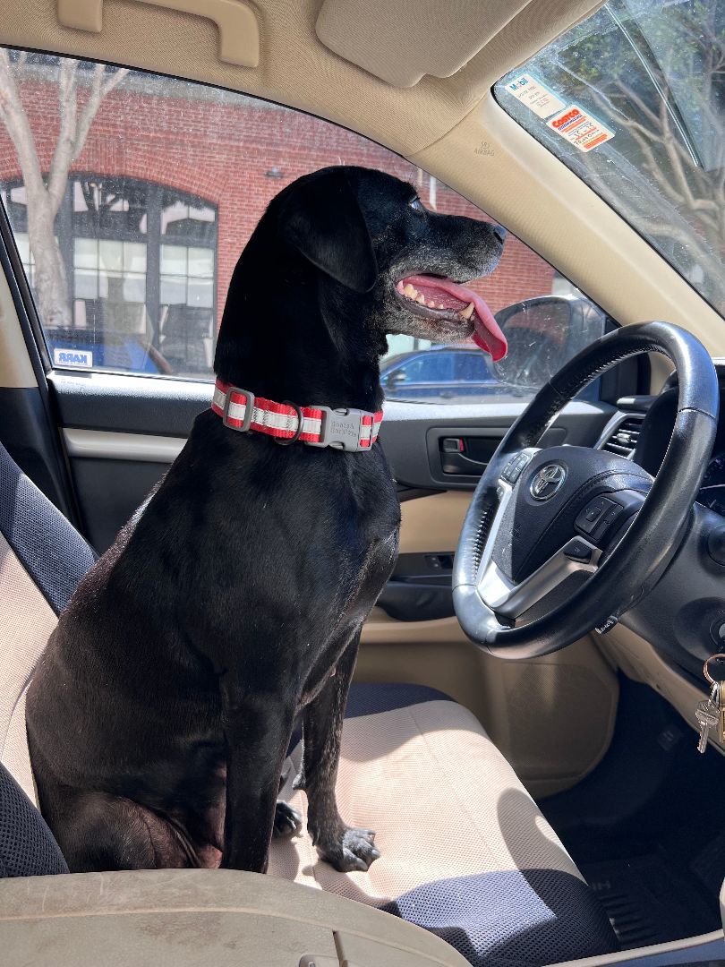 Lucky, a Adopted mixed breed in Half Moon Bay, CA image 3/6
