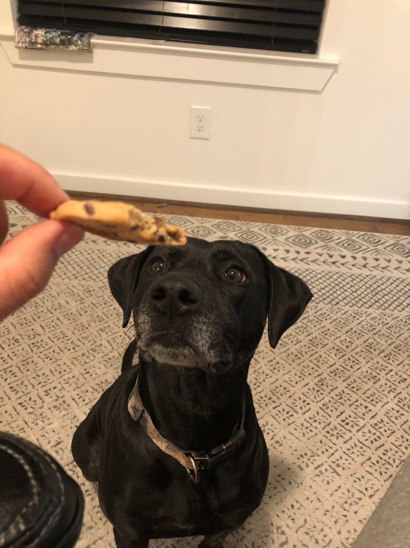 Lucky, a Adopted mixed breed in Half Moon Bay, CA image 4/6