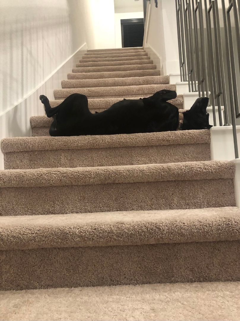 Lucky, a Adopted mixed breed in Half Moon Bay, CA image 5/6