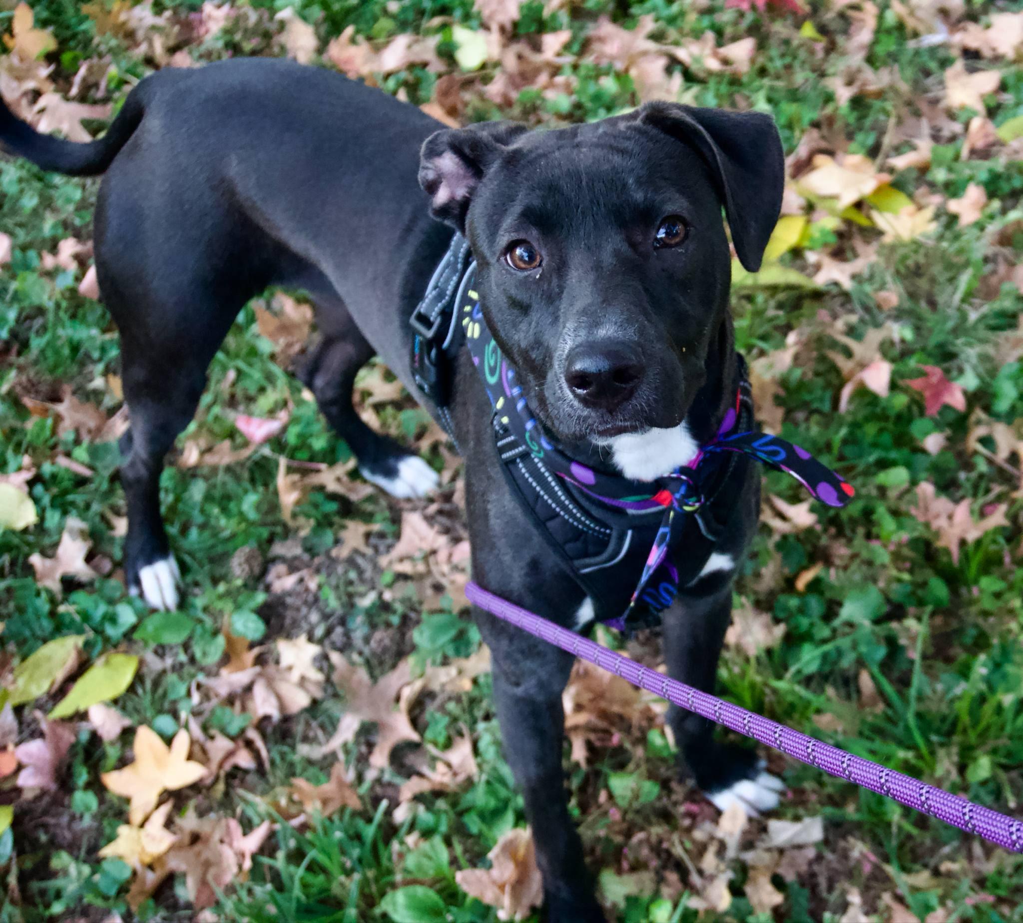 Enlarge Pearl, a ADOPTABLE mixed breed in Williston, VT image 2/5