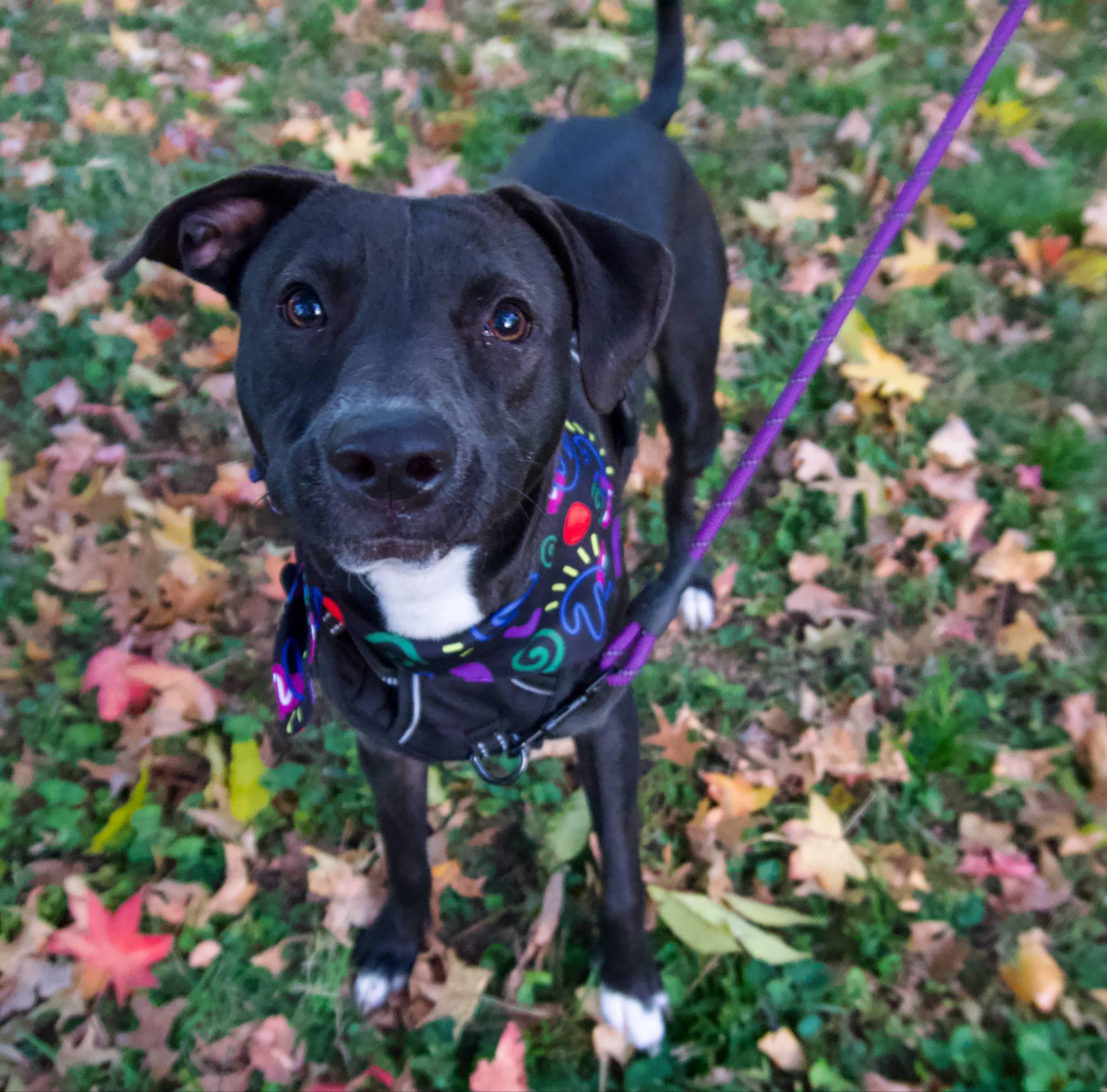 Enlarge Pearl, a ADOPTABLE mixed breed in Williston, VT image 3/5