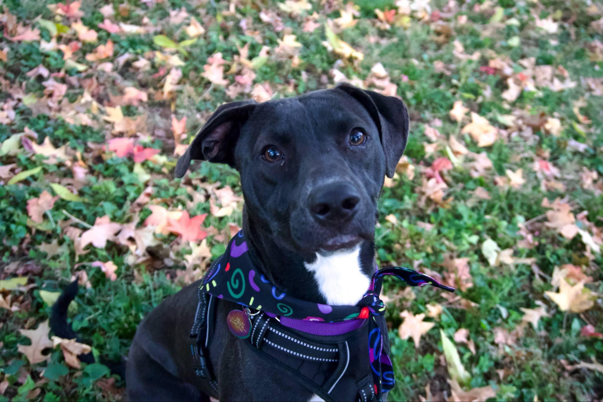 Enlarge Pearl, a ADOPTABLE mixed breed in Williston, VT image 4/5