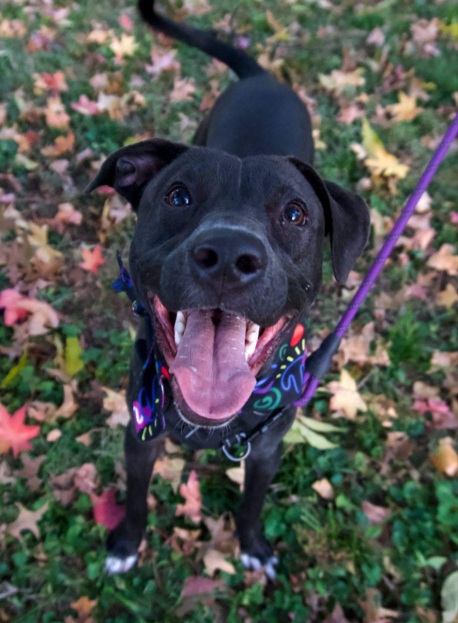 Enlarge Pearl, a ADOPTABLE mixed breed in Williston, VT image 5/5