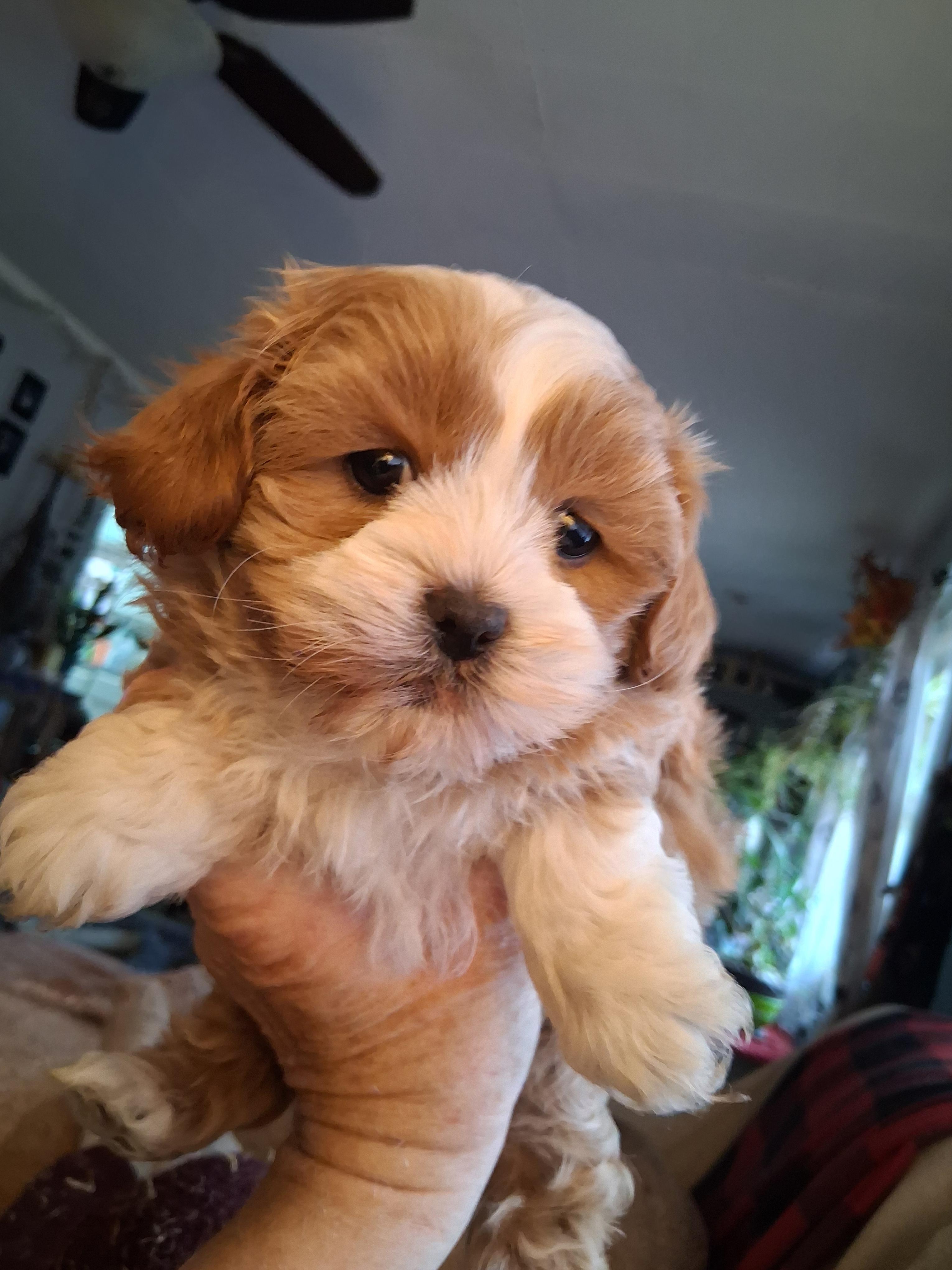 Teddy, ADOPTABLE, Puppy Male Shih poo.