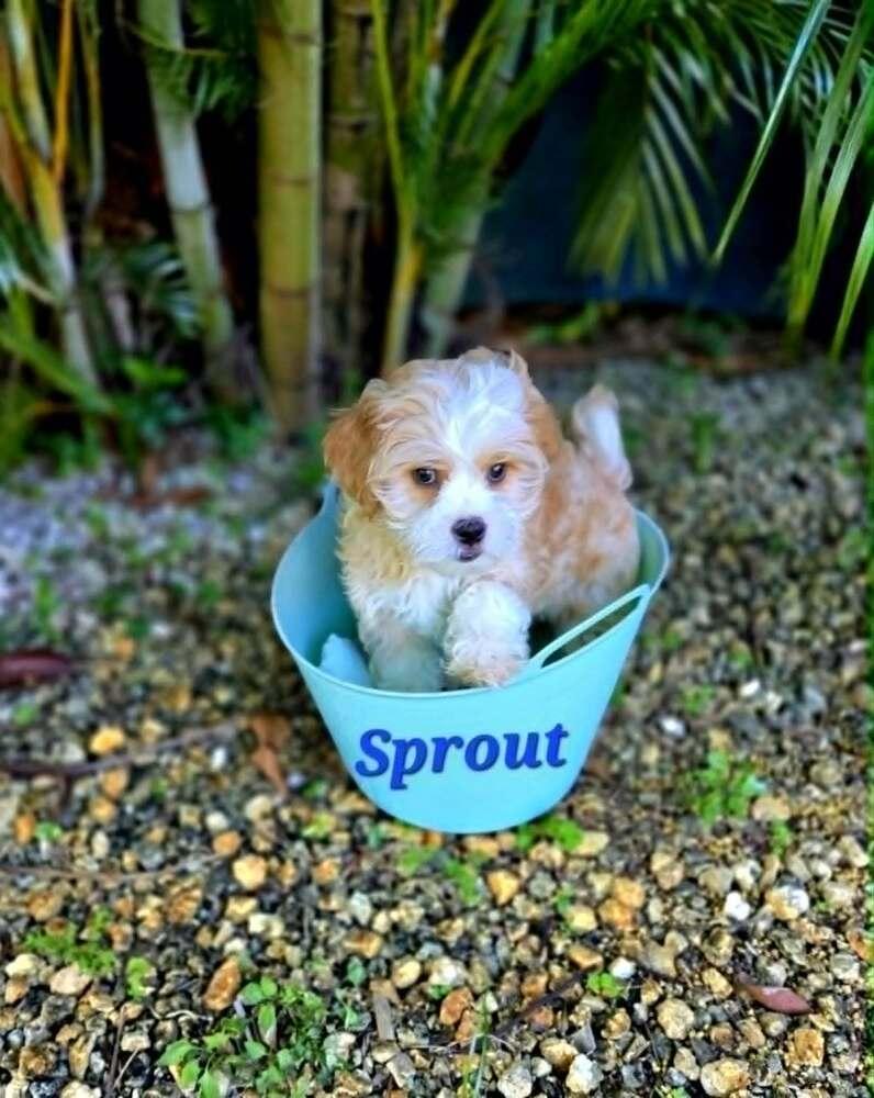 Sprout, Adoptable, Puppy Male Shih Tzu & Maltese.