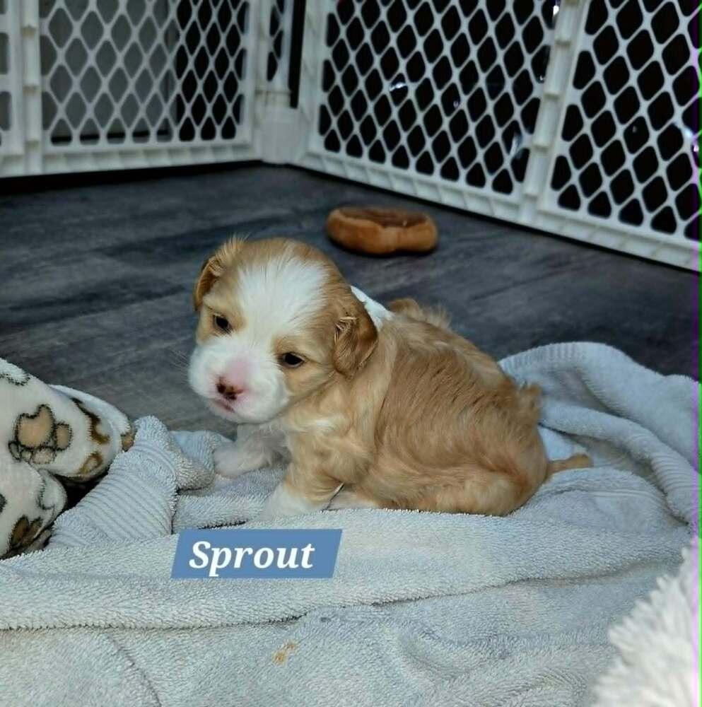 Enlarge Sprout, a Adoptable mixed breed in Plantation, FL image 1/5