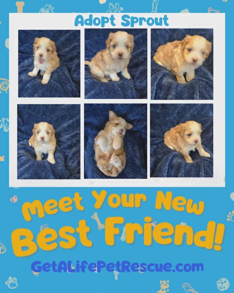 Enlarge Sprout, a Adoptable mixed breed in Plantation, FL image 4/5