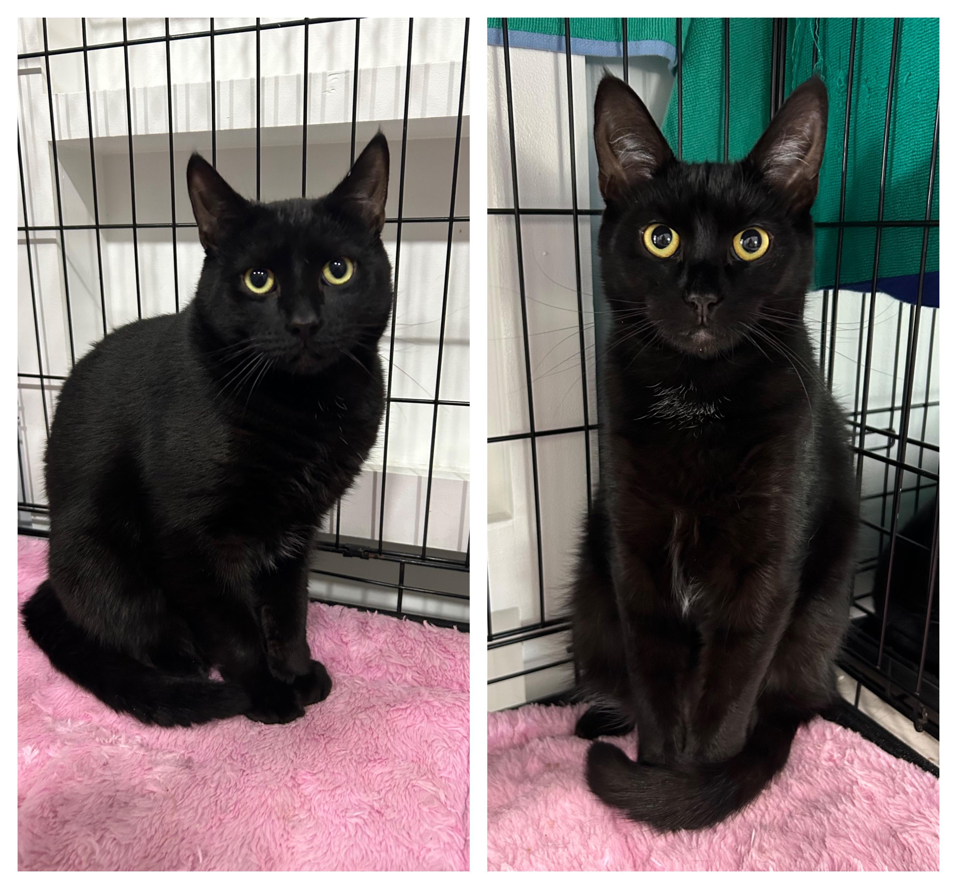 Jack & Jill, Adoptable, Young Male Domestic Short Hair.