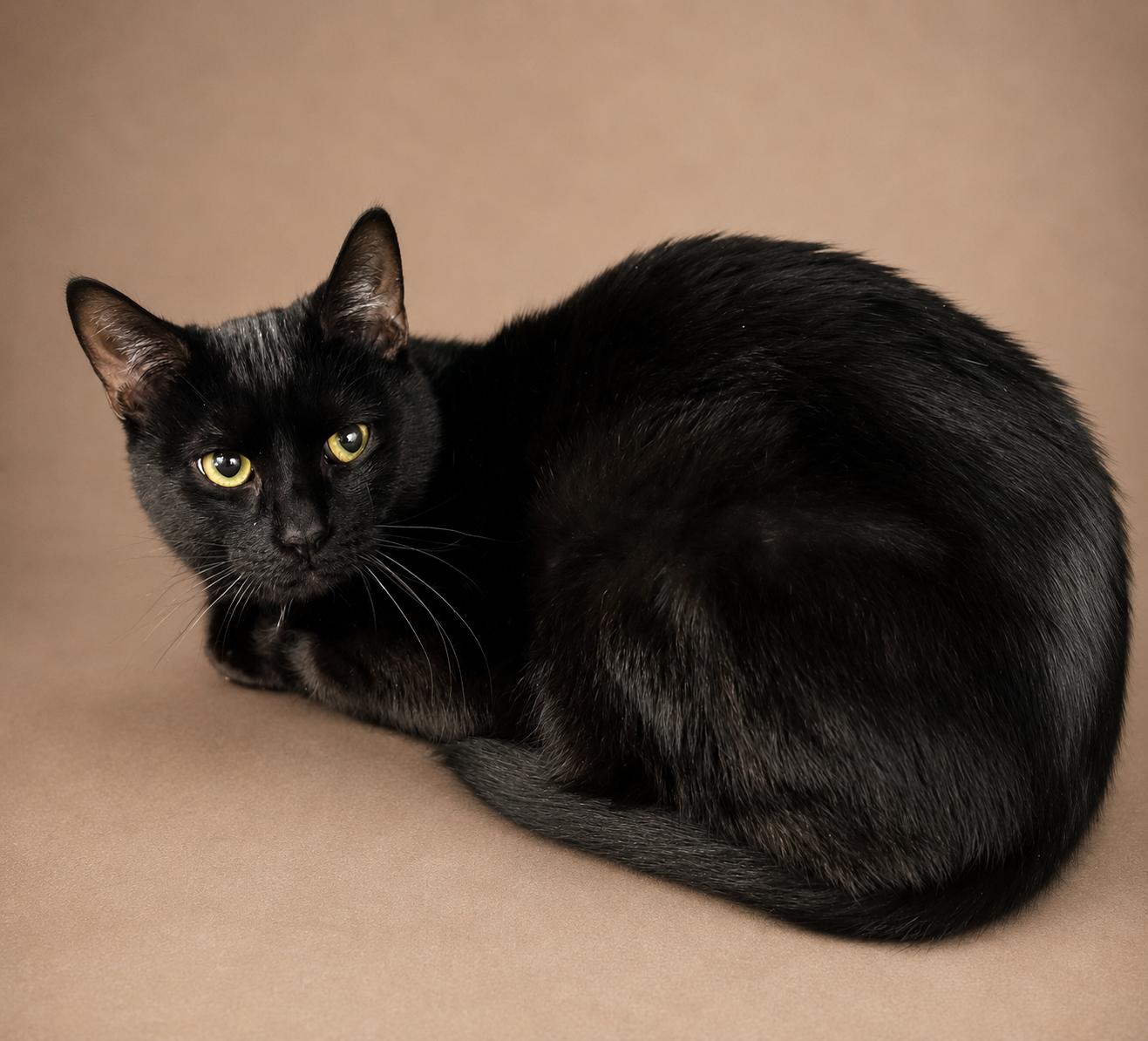 Enlarge Jack & Jill, a Adoptable Domestic Short Hair in Closter, NJ image 3/4