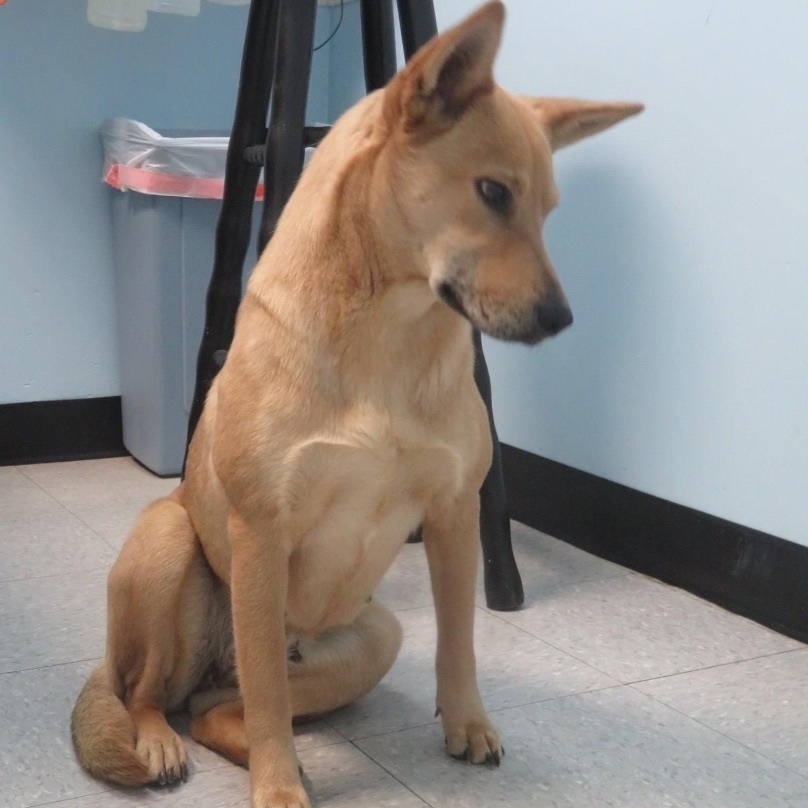 Enlarge Kia and Mooch, a Adoptable mixed breed in Southaven , MS image 3/5