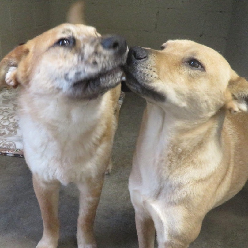 Enlarge Kia and Mooch, a Adoptable mixed breed in Southaven , MS image 1/5
