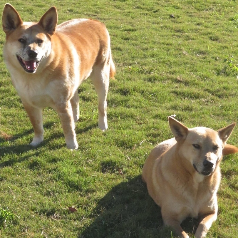 Enlarge Kia and Mooch, a Adoptable mixed breed in Southaven , MS image 4/5