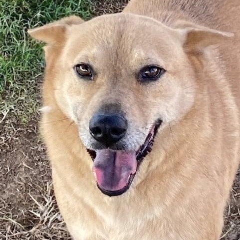 Enlarge Kia and Mooch, a Adoptable mixed breed in Southaven , MS image 5/5