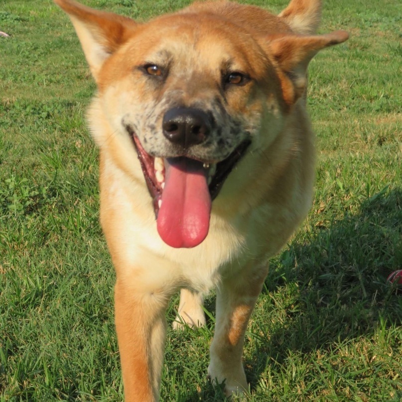 Enlarge Kia and Mooch, a Adoptable mixed breed in Southaven , MS image 2/5